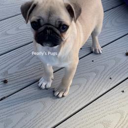 Pug Puppies from Pearly’s Pugs