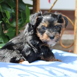 Theo - Black and tan male Yorkshire Terrier puppy in Hughesville, Missouri from Puppykiss4u