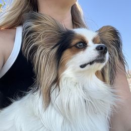 Papillon All Grown Up from PapillonPups