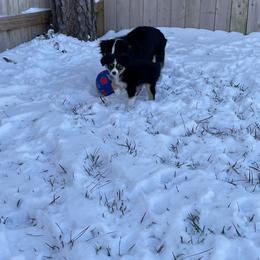 "Bandi & Mera" Miniature Australian Shepherd Puppies from Integrity Aussies Tx