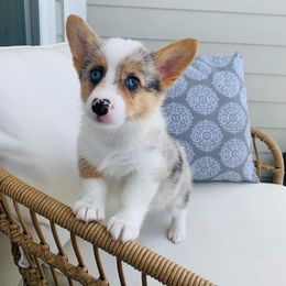 American Corgi, Cardigan Welsh Corgi, and Pembroke Welsh Corgi Puppies from Chloe's Colorful Corgis