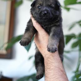 Levi - Sable male German Shepherd puppy in Coarsegold, California from Yosemite Shepherds