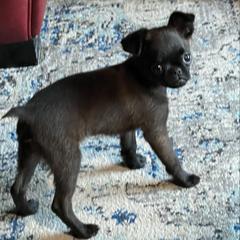 Peanut - Brussels Griffon