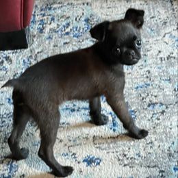 Peanut - Brussels Griffon