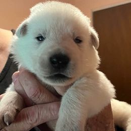 Black collar boy - White male Berger Blanc Suisse puppy in Millville, New Jersey from Hollybrook White Shepherds