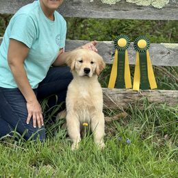 Golden Retriever Puppies from Ruff Life Goldens