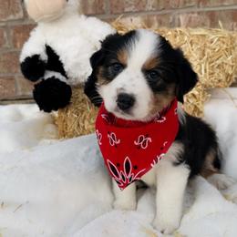 Australian Shepherd Puppies from Aussome Okie Aussies