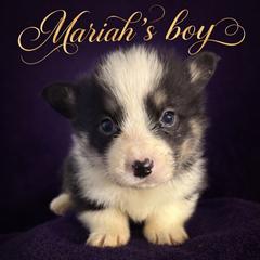 V-5 left tail on - Black and tan male Pembroke Welsh Corgi puppy in Sanford, Michigan from Tambali Pembroke Welsh Corgis