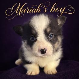 V-5 left tail on - Black and tan male Pembroke Welsh Corgi puppy in Sanford, Michigan from Tambali Pembroke Welsh Corgis