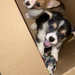 Pembroke Welsh Corgi Puppies from S7 Corgis and Chaos