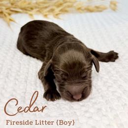 Cedar - Chocolate male Goldendoodle puppy in Livermore, Colorado from Heritage Hills Family Doodles