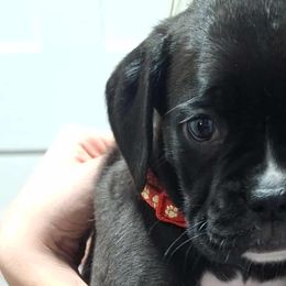 Boxers from Rumors of Luv Boxers