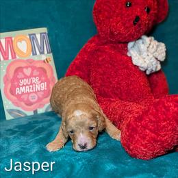 Jasper - Buff male Cockapoo puppy in Sunset, Louisiana from Cano Cockapoos