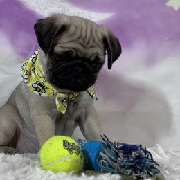 Pug Puppies from Lindsay’s Cenla Pugs!