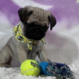 Pug Puppies from Lindsay’s Cenla Pugs!