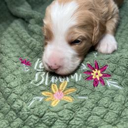 Bernedoodles and Goldendoodles from CocoLove Doodles