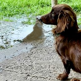 Cricket - Dachshund