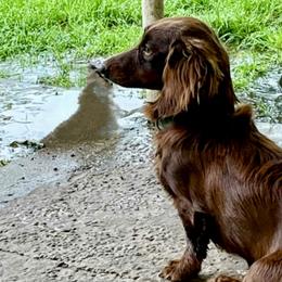 Cricket - Dachshund
