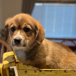 Perry The Penguin- Green Collor - Sable male Pembroke Welsh Corgi puppy in Olathe, Colorado from Rocking LJ Breeding