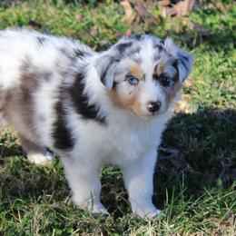 Natalie - Blue merle female Australian Shepherd puppy in Kansas, Oklahoma from Windy G Farm