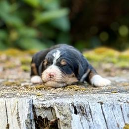 Jaq (Orange Collar) - Tri-color male Bernedoodle puppy in Stanwood, Washington from Butter Cup Pups and Paws