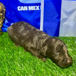Kylian mbappe (France) - Chocolate male Labradoodle puppy in Kingston, Georgia from CC Familydoodles
