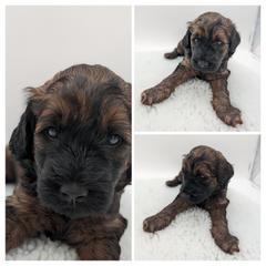 Blue Boy, wavy - Wheaten male Whoodle puppy in Kalispell, Montana from Countryman Whoodles