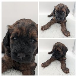 Blue Boy, wavy - Wheaten male Whoodle puppy in Kalispell, Montana from Countryman Whoodles
