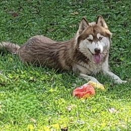 Pika - Siberian Husky