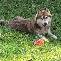 Pika - Siberian Husky