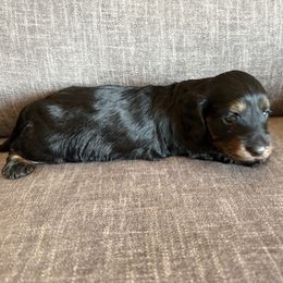 Stella - Wild boar female Dachshund puppy in Tonopah, Arizona from Brandie's Dachshunds