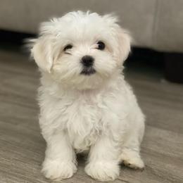 Black - White male Maltese puppy in Hawthorne, California from B&O Maltese