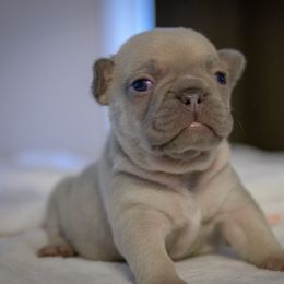 French Bulldog Puppies from San Antonio Frenchies