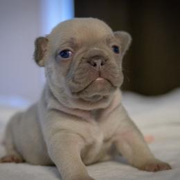 French Bulldog Puppies from San Antonio Frenchies