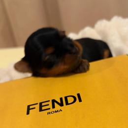 Heath - Black and tan male Yorkshire Terrier puppy in Illinois from Pretty Little Yorkies