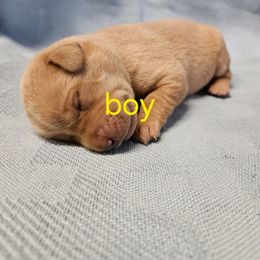 Boy 5 - Yellow male Labrador Retriever puppy in Avon, Minnesota from Labs on Sand kennel