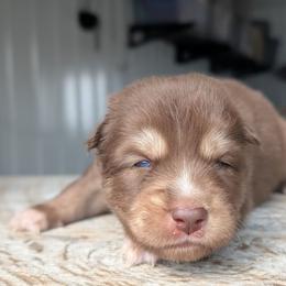 Reed - Red and white male Siberian Husky puppy in Coshocton, Ohio from Wyant Farms