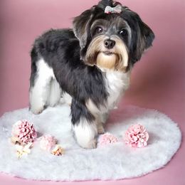 Primrose - Yorkshire Terrier