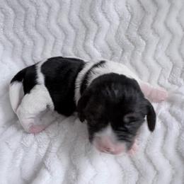 Pocket Beagle Sami - Black white and tan female Beagle puppy in Gentry, Arkansas from HC Puppy Ranch