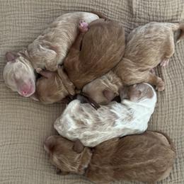 Boy 1 - male Goldendoodle puppy in Snohomish, Washington from Doodles of Snohomish