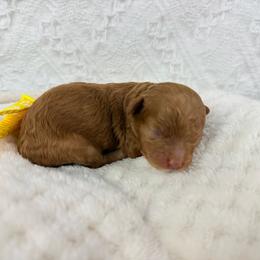 Venus - Red  female Poodle puppy in Florida from Adorable Toy-Miniature Poodles
