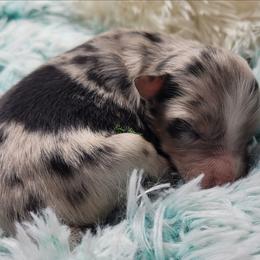 Callum - male Miniature Australian Shepherd puppy in Deer Park, Washington from Rodeo Aussies