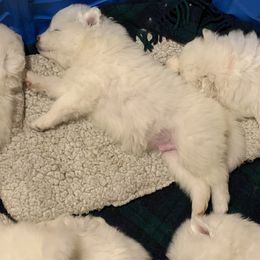 Samoyed Puppies from Falling cedar farm samoyeds