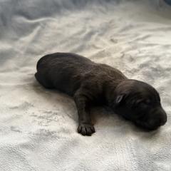Zazu - Sable male Working Dog Cross puppy in Sheridan, Arkansas from Dark Sky Kennels