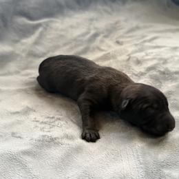 Zazu - Sable male Working Dog Cross puppy in Sheridan, Arkansas from Dark Sky Kennels