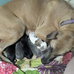 Australian Shepherd and Great Dane Puppies from AEW Farm