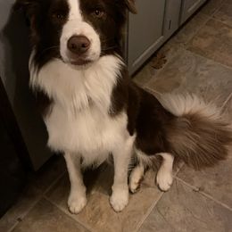 Hickory - White and red male Border Collie puppy in Ashford, Connecticut from Cross Creek