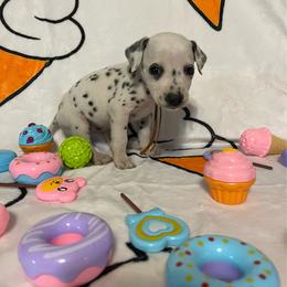 Praline Pecan- Orange- HUA - White and black female Dalmatian puppy in Claremore, Oklahoma from Lotsofdots Dalmatians