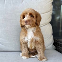 Pineapple - Caramel male Australian Labradoodle puppy in Nashville, Tennessee from SF Australian Labradoodles