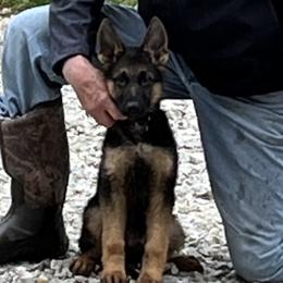 Brown Boy - Black and cream male German Shepherd puppy in Green Forest, Arkansas from Green Forest German Shepherds